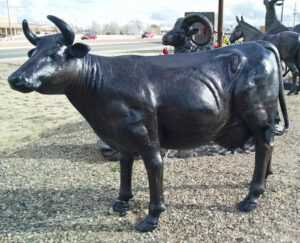 Cow