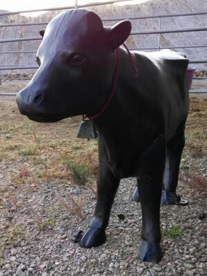 Calf