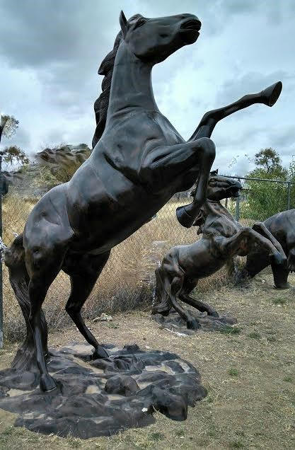 Bronco, Rearing