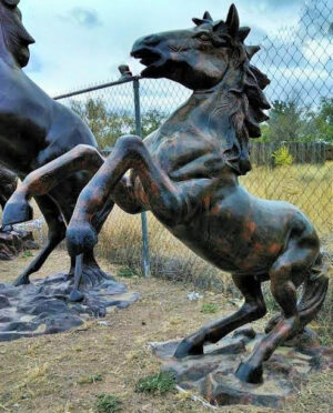 Mustang, Rearing
