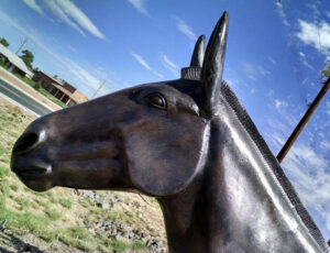 Mule