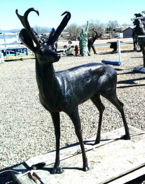 Pronghorn