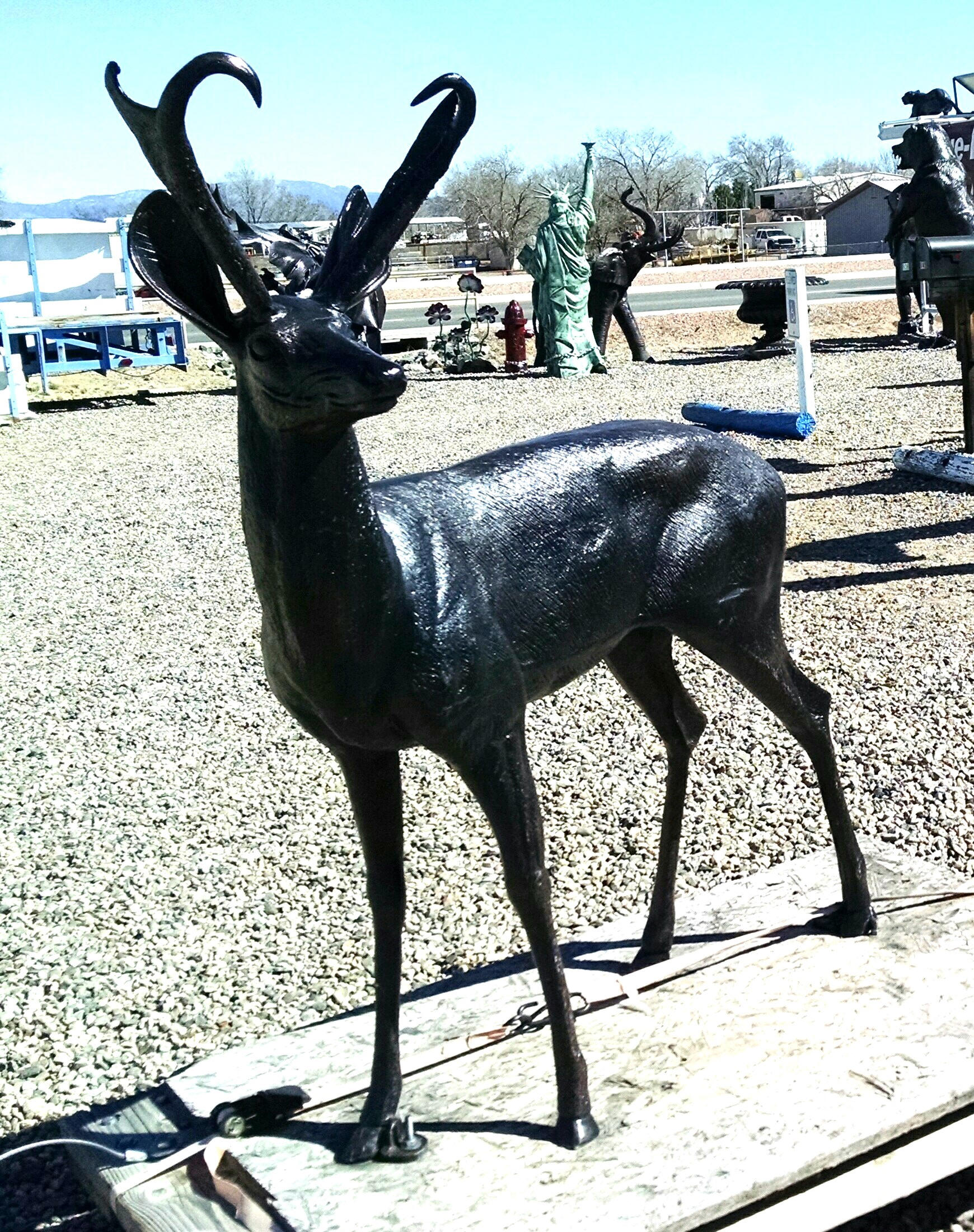 Pronghorn
