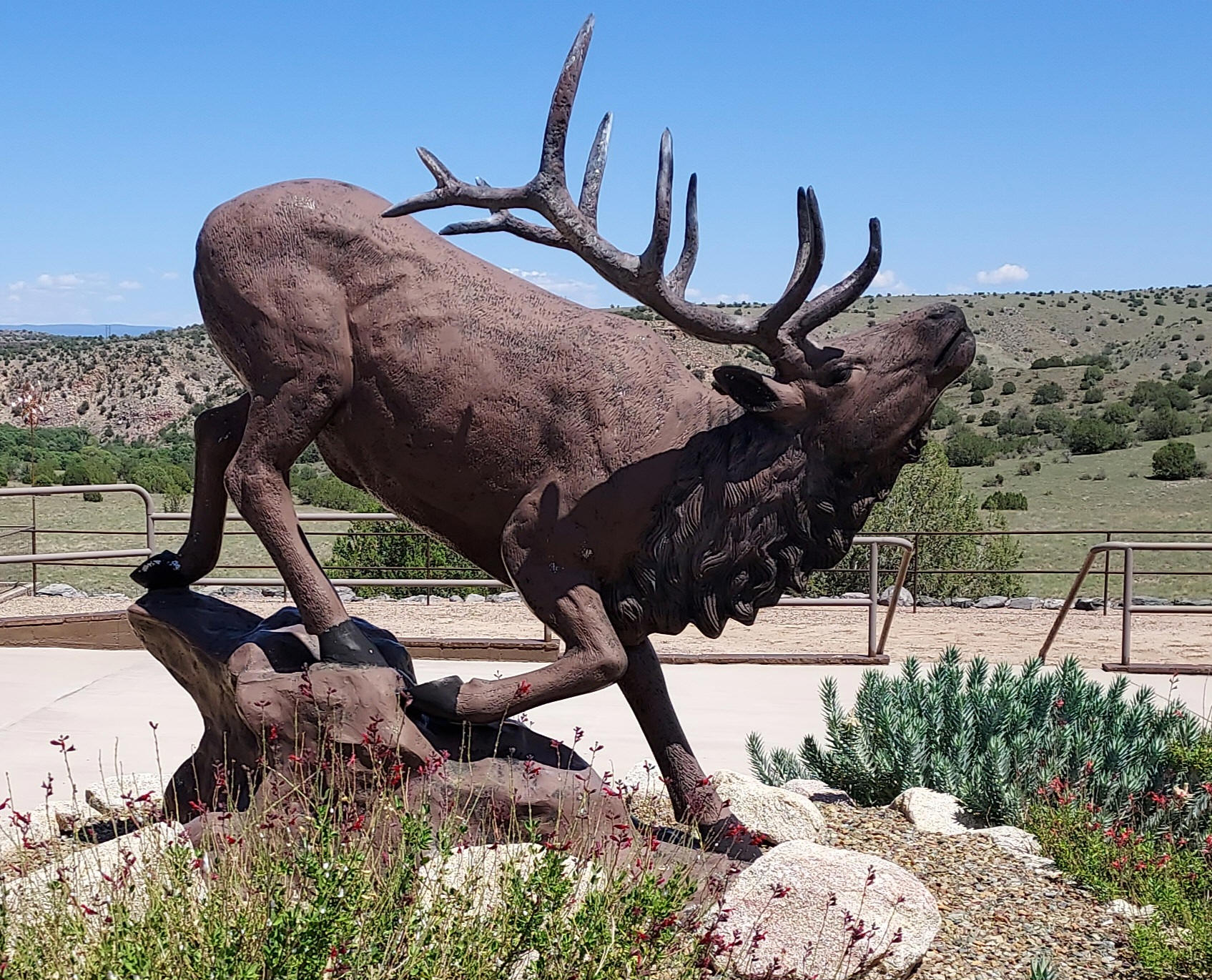 Small Elk on Stone