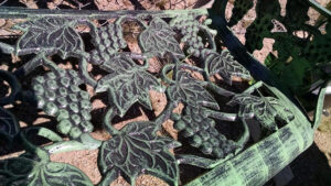 Grape Settee