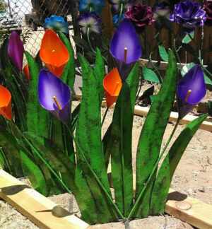 Canna Lilies, Small