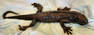 Iguana