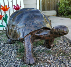 XLarge Tortoise #6